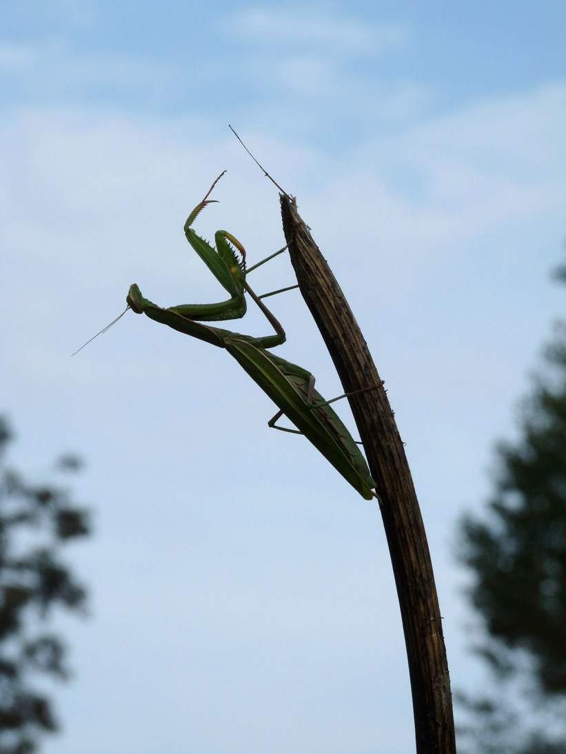 mantide religiosa Silhouette